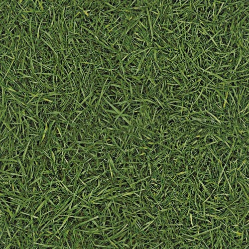 Grass 25